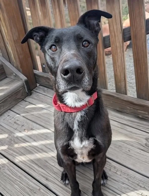 Griswold thumbnail 2