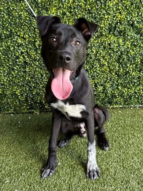A young medium-sized male Pointer dog named Sonic for adoption in Naples, FL