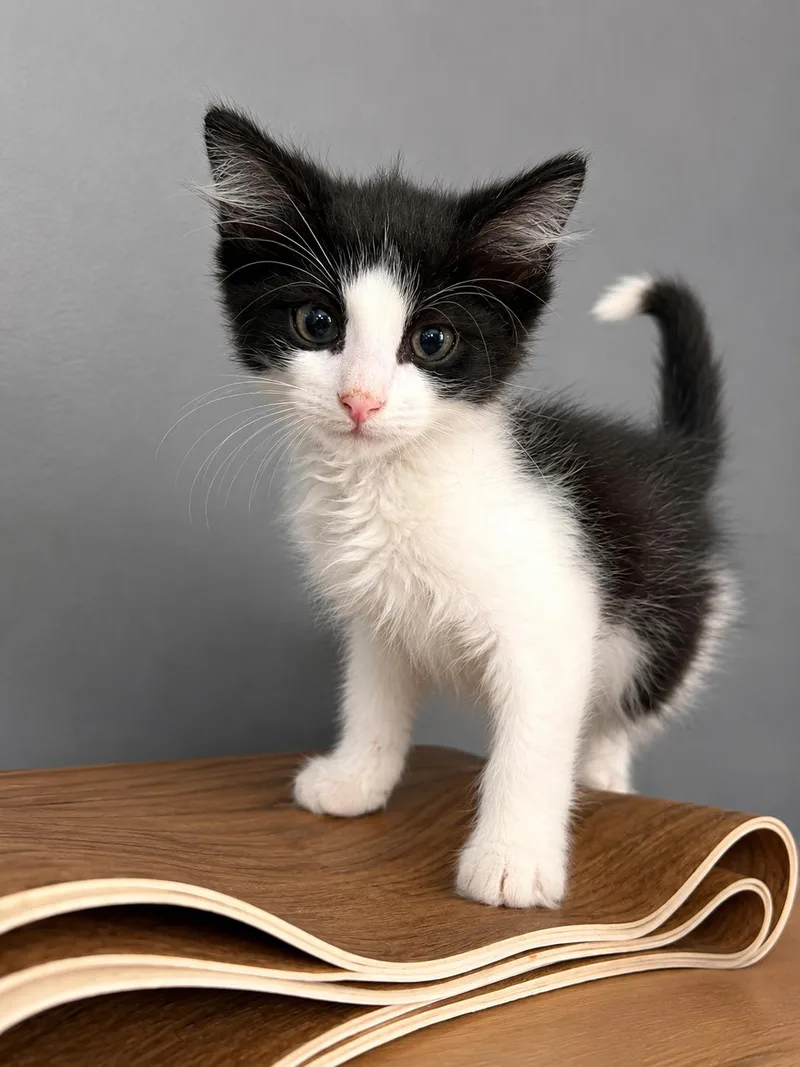 A baby small-sized male Domestic Medium Hair cat named Max for adoption in Rio Linda, CA