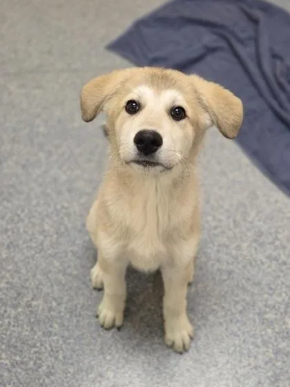 A baby small-sized male Great Pyrenees dog named Dr. Drumstick  PHD for adoption in Westland, MI