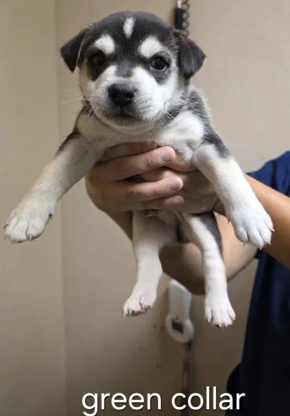 A baby small-sized male Shepherd dog named Oasis for adoption in Roseville, CA