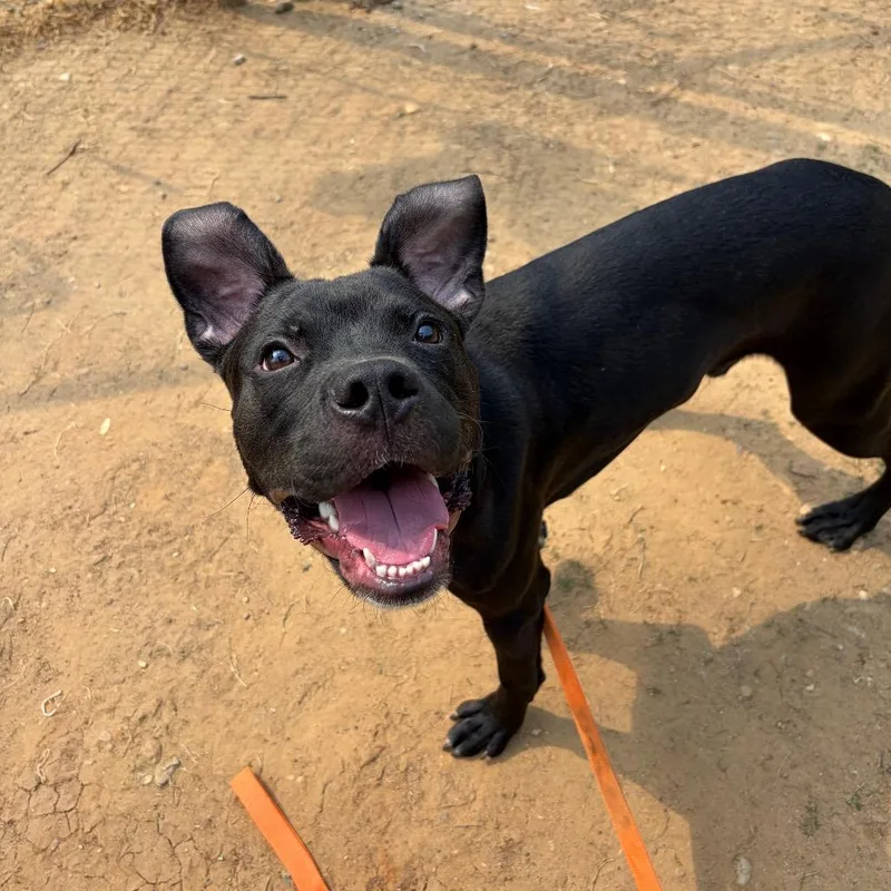 A young medium-sized male Black Mixed Breed dog named Rutledge for adoption in Columbus, GA