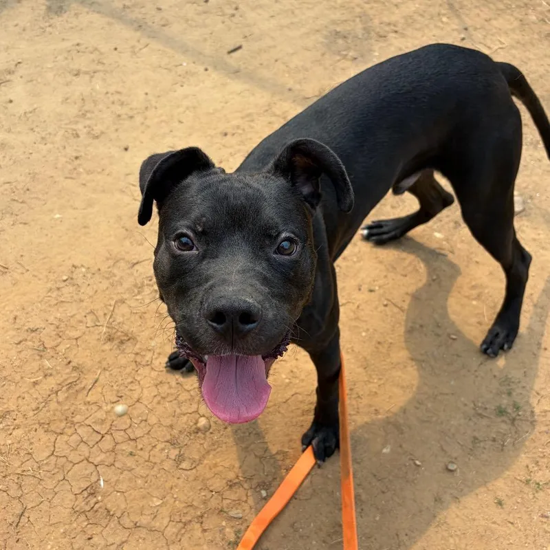 Rutledge thumbnail 2