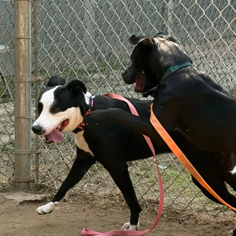 Rutledge thumbnail 3