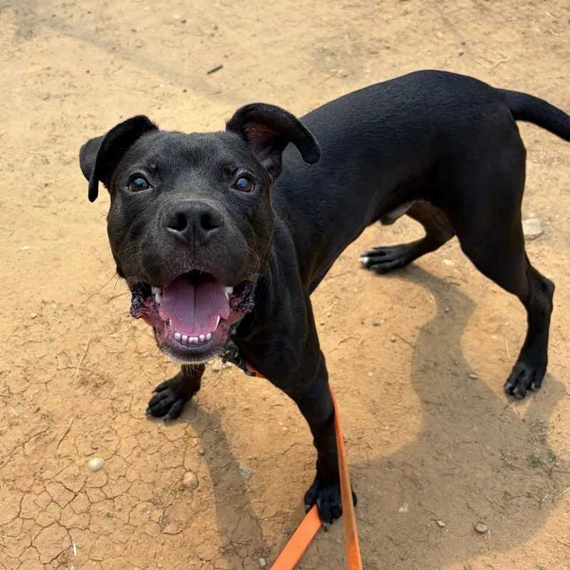 Rutledge thumbnail 4