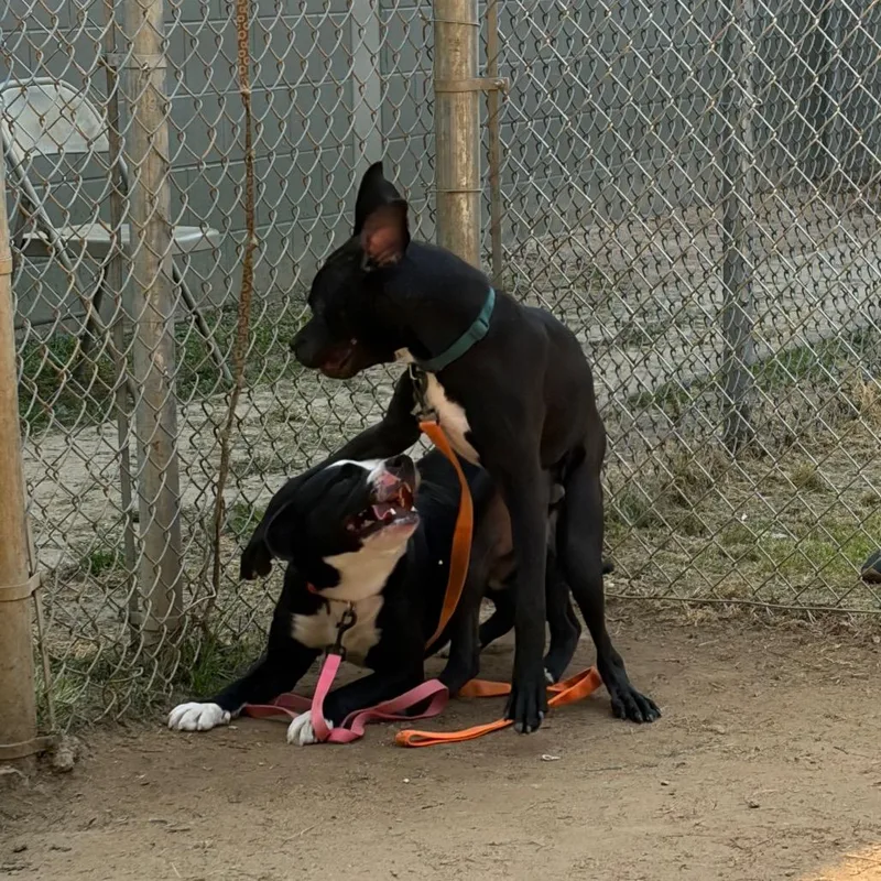 Rutledge thumbnail 5