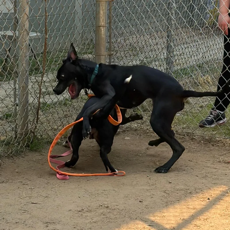 Rutledge thumbnail 6