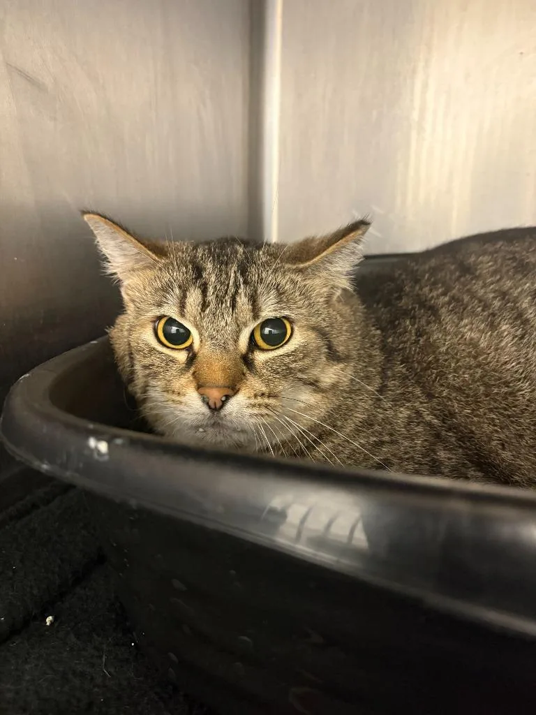 An adult medium-sized male Domestic Short Hair cat named Mateo for adoption in New Kensington, PA
