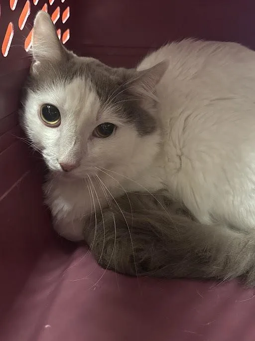 A young medium-sized male Domestic Short Hair cat named Glenda for adoption in Las Vegas, NV