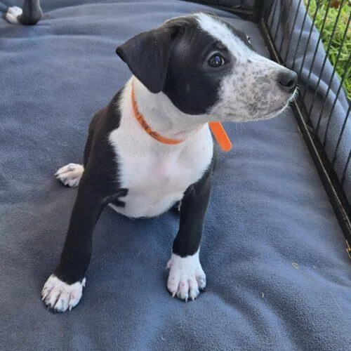 A baby small-sized female Bull Terrier dog named Raine for adoption in San Juan Capistrano, CA