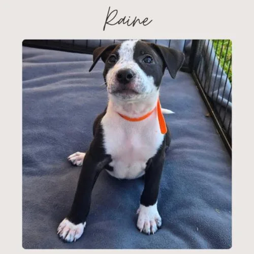 Raine thumbnail 5