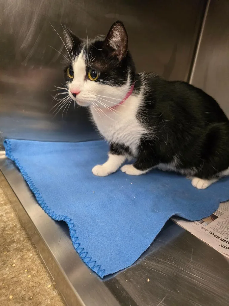 An adult small-sized female Domestic Short Hair cat named Sweeney for adoption in Angola, IN