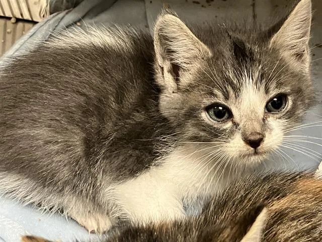A baby small-sized male Domestic Short Hair cat named Sting for adoption in Tustin, CA