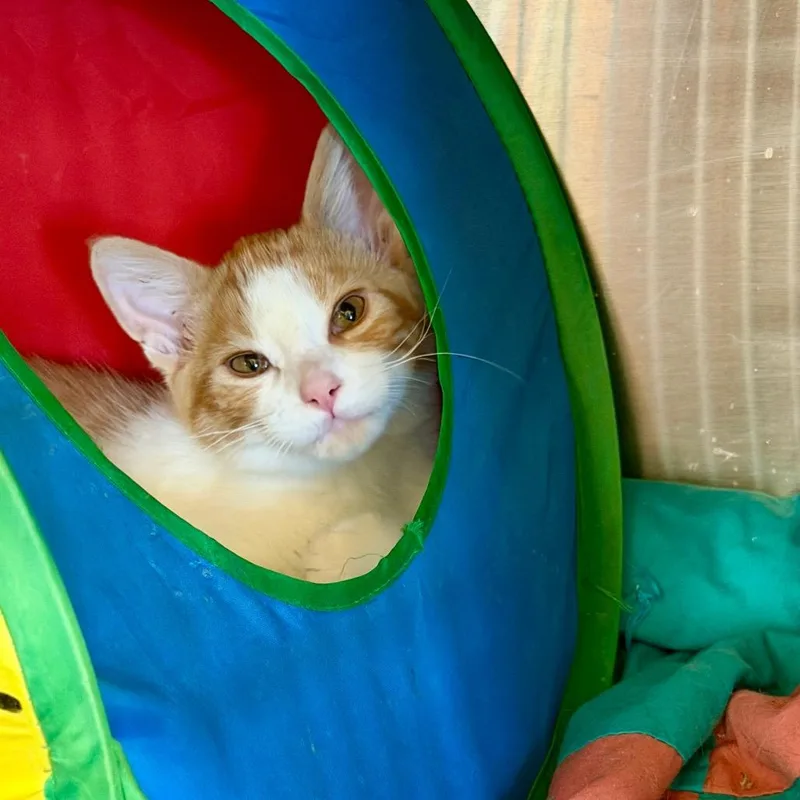 A baby small-sized male Orange / Red Domestic Medium Hair cat named Lime for adoption in Park Falls, WI