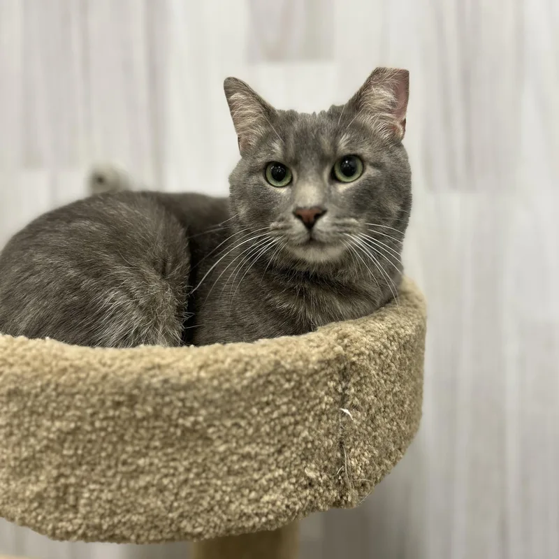 A young medium-sized male Tabby (Gray / Blue / Silver) Domestic Short Hair cat named Perry for adoption in Columbus , OH