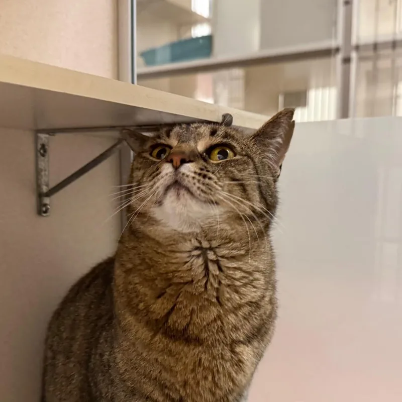 A senior large-sized female Brown / Chocolate Domestic Short Hair cat named Charlie for adoption in Ballston Spa, NY