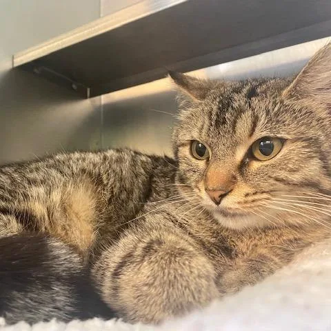 A young medium-sized female Gray / Blue / Silver Domestic Short Hair cat named Lavender for adoption in Dayton, OH