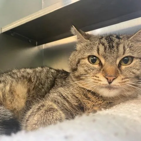 Lavender thumbnail 2