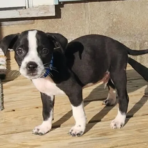 A baby small-sized male Beagle dog named Casper for adoption in Carmel, NY