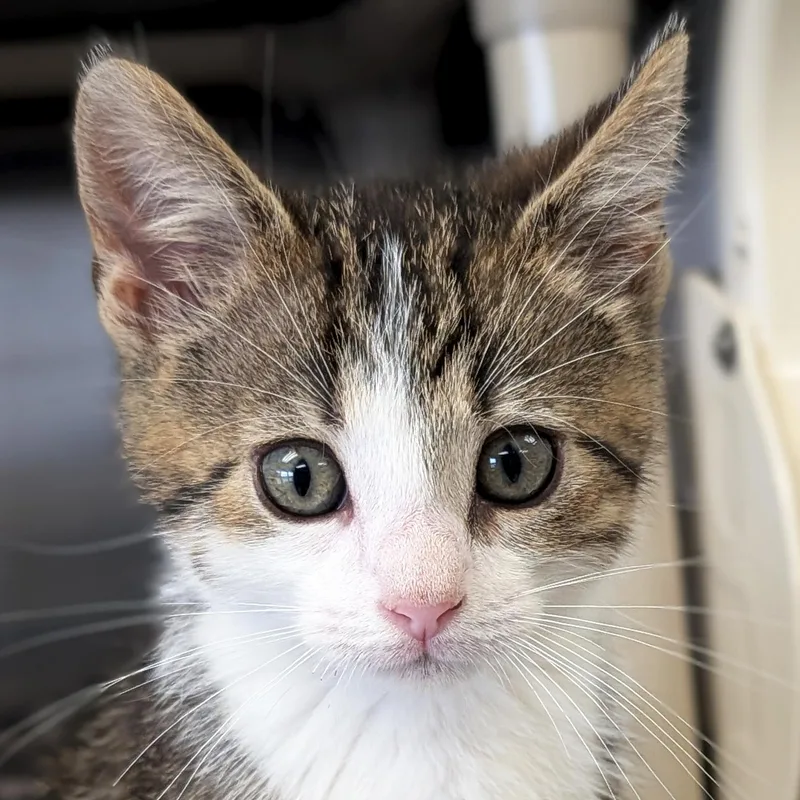 A baby medium-sized female Tabby (Brown / Chocolate) Domestic Short Hair cat named Maple  Reduced Fee for adoption in Jefferson, WI