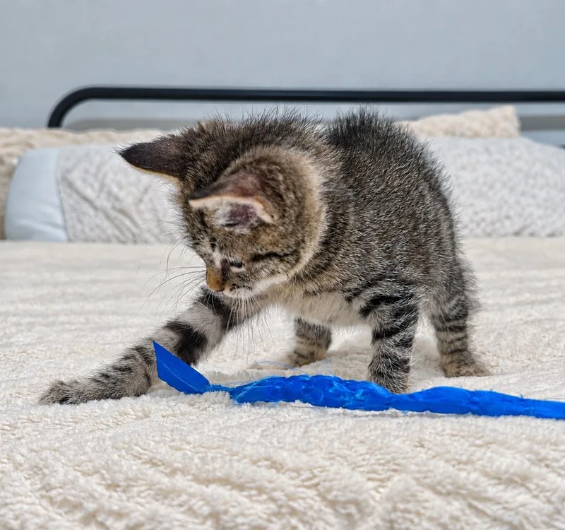 A baby medium-sized male Tabby (Gray / Blue / Silver) Tabby cat named Gus Gus for adoption in Fresno, CA