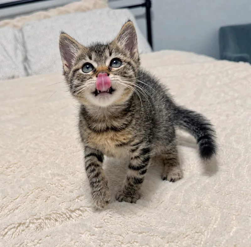Gus Gus thumbnail 4