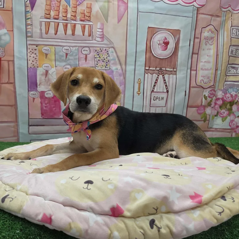 A young medium-sized female Tricolor (Brown, Black, & White) Beagle dog named Jelly Bean for adoption in Statesboro, GA