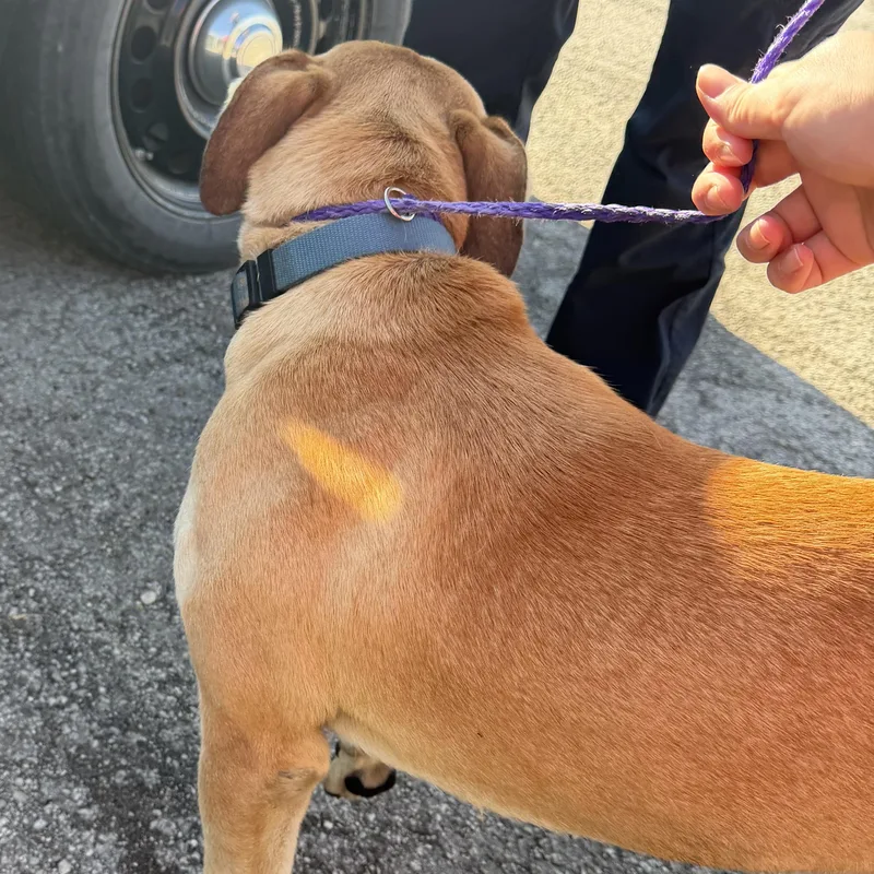 An adult large-sized male Labrador Retriever dog named Rex for adoption in Trenton, MO