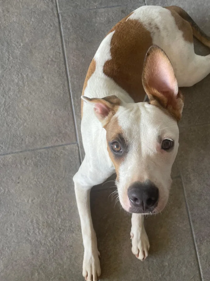 A young large-sized female Pit Bull Terrier dog named Penelope for adoption in Virginia Beach, VA