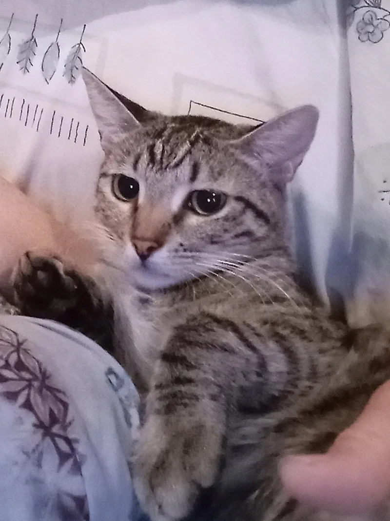 A young medium-sized female Domestic Short Hair cat named Princess Peach for adoption in Chandler, AZ