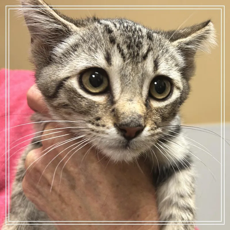 A baby small-sized male Brown / Chocolate Domestic Short Hair cat named FWT Sapphire for adoption in Midland, TX