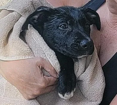 A baby large-sized male Pit Bull Terrier dog named Norman for adoption in Lincoln, CA