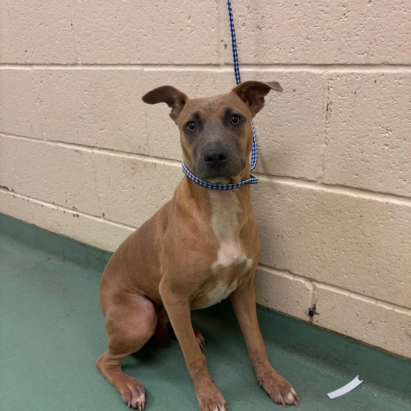 A young medium-sized female Yellow / Tan / Blond / Fawn Mixed Breed dog named Dolly for adoption in Memphis, TN
