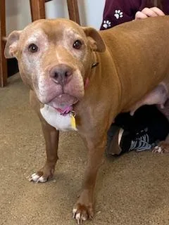 An adult large-sized female Pit Bull Terrier dog named Cordelia for adoption in Cleveland, OH