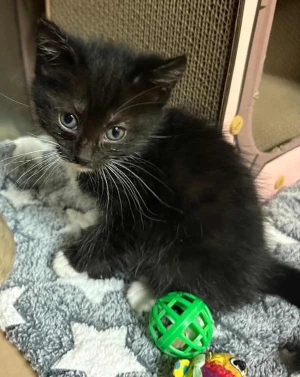 A baby small-sized female Domestic Medium Hair cat named Mary for adoption in Kennewick, WA