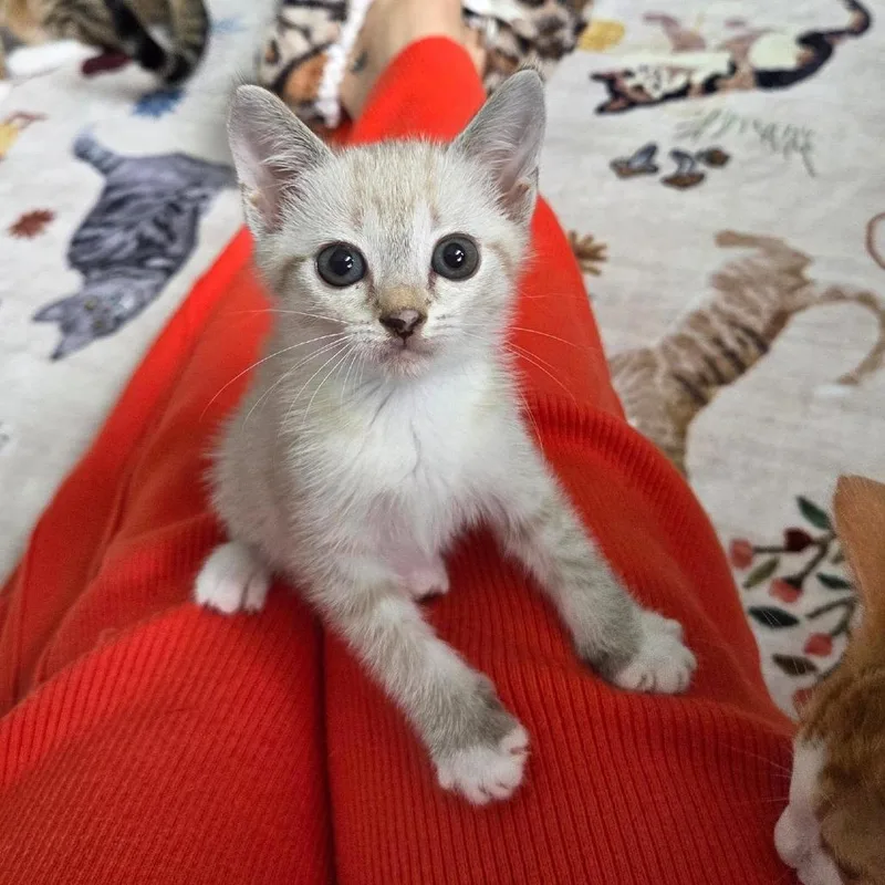 Sweet Pea