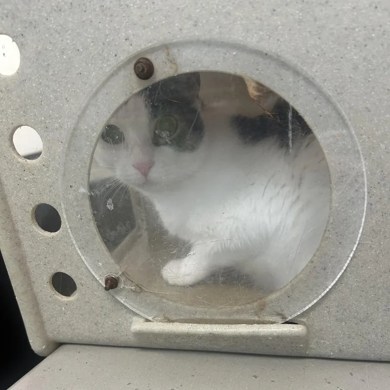 An adult medium-sized female White Domestic Short Hair cat named Poppi for adoption in Philadelphia, PA