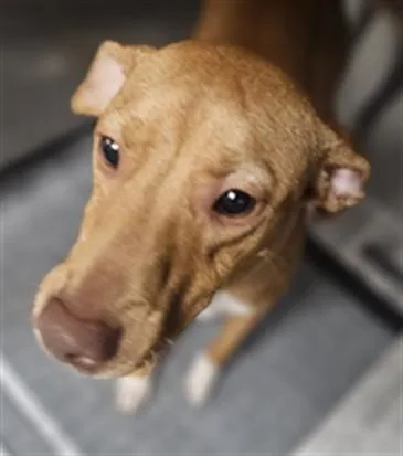 A young medium-sized female Mixed Breed dog named Butternut for adoption in Chatsworth, CA