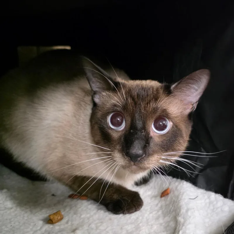 Rigby