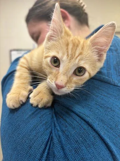 A baby small-sized male Domestic Short Hair cat named Steven for adoption in Fishers, IN