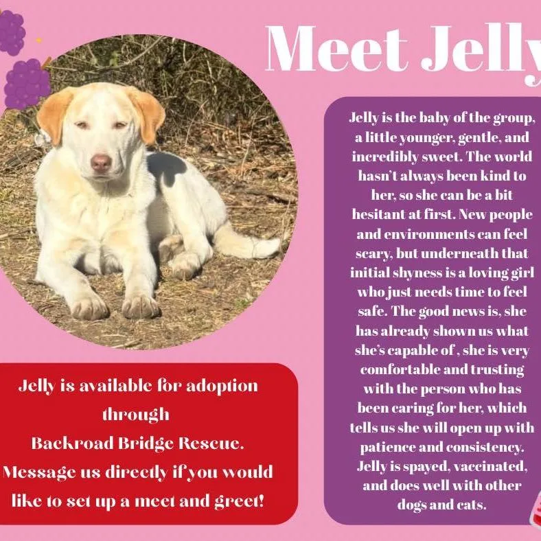 A young medium-sized female Apricot / Beige Yellow Labrador Retriever dog named Jelly for adoption in Ada, OK