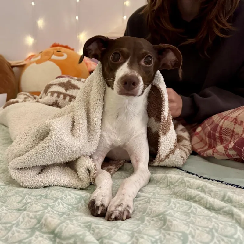 An adult small-sized female White / Cream Chihuahua dog named Ginger for adoption in Reisterstown, MD