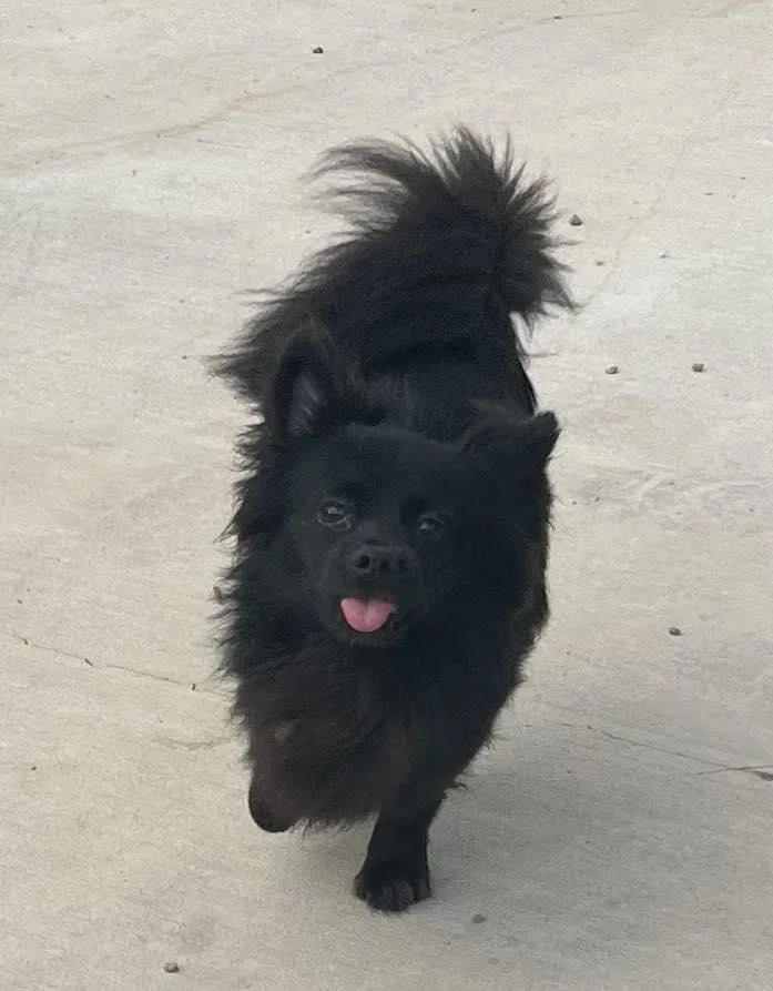 A baby small-sized male Black Pomeranian dog named Jacks for adoption