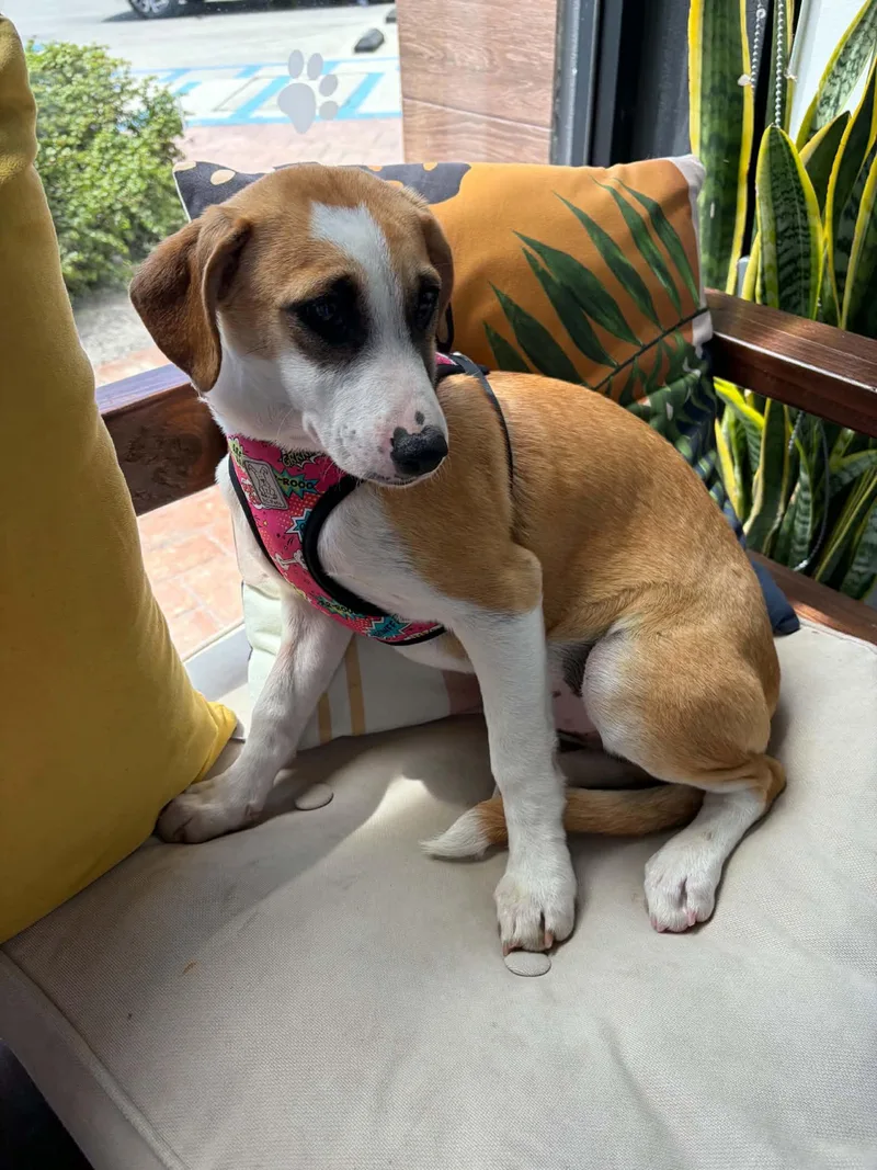 A baby medium-sized male Tricolor (Brown, Black, & White) Beagle dog named Andy for adoption in Poway, CA