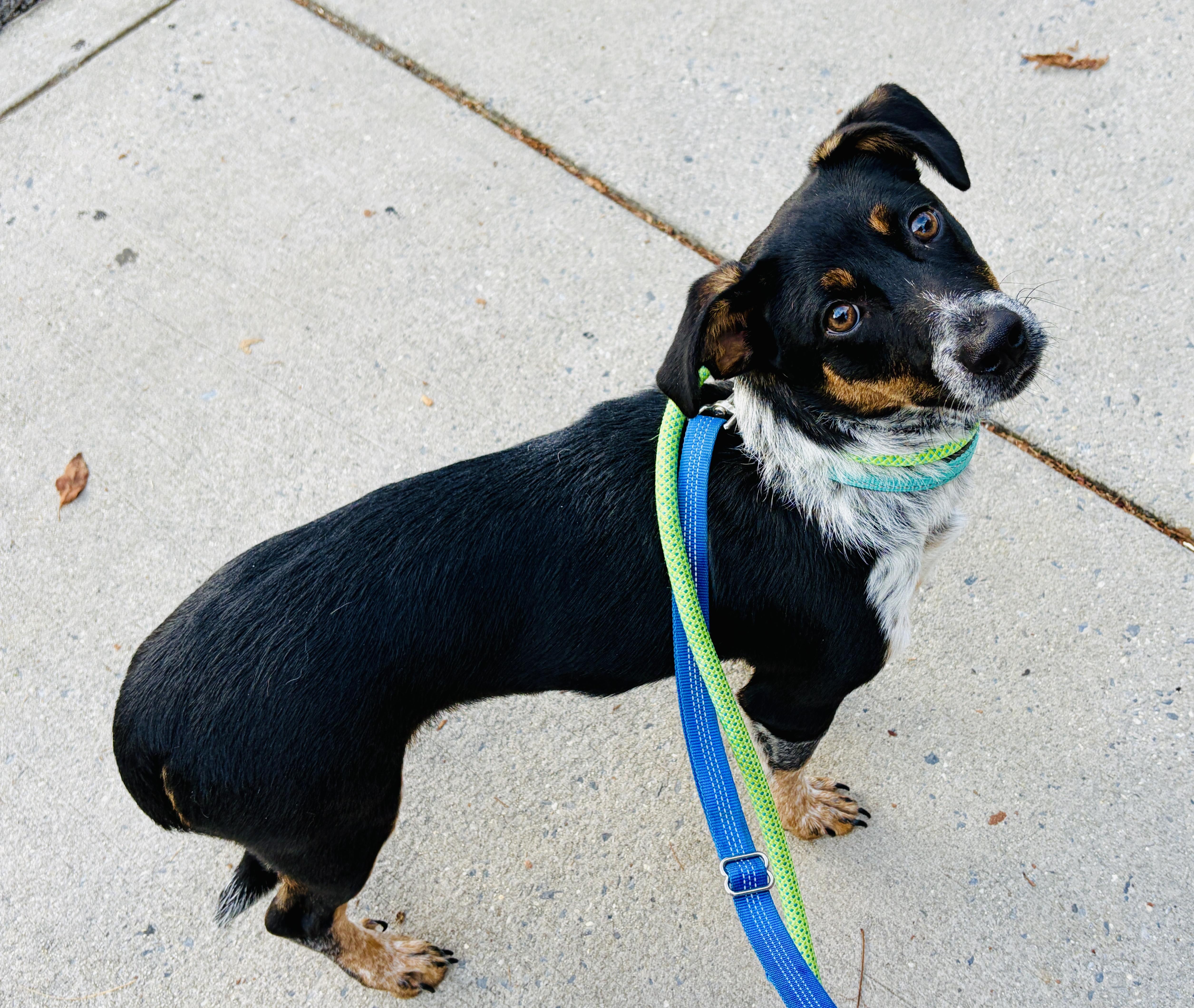 A baby medium-sized male Tricolor (Brown, Black, & White) Dachshund dog named Vinny for adoption in Lucedale, MS