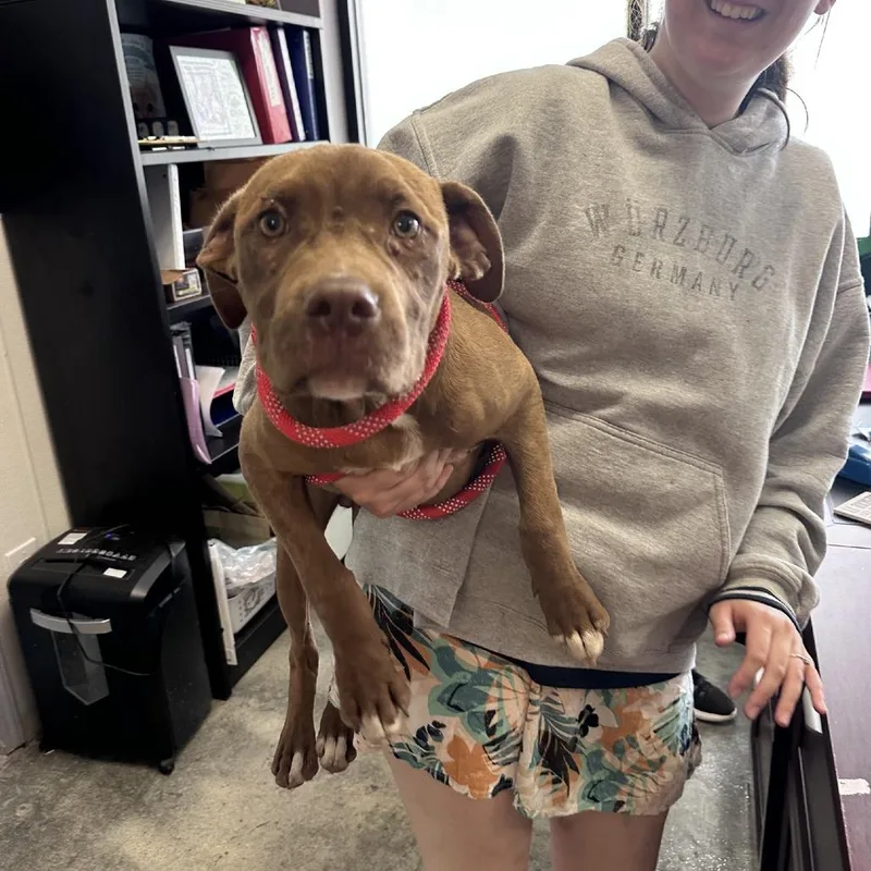 A young medium-sized male Brown / Chocolate Pit Bull Terrier dog named Radagon for adoption in Branson, MO