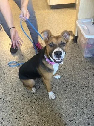 A baby medium-sized female Hound dog named LilyPad for adoption in Sacramento, CA