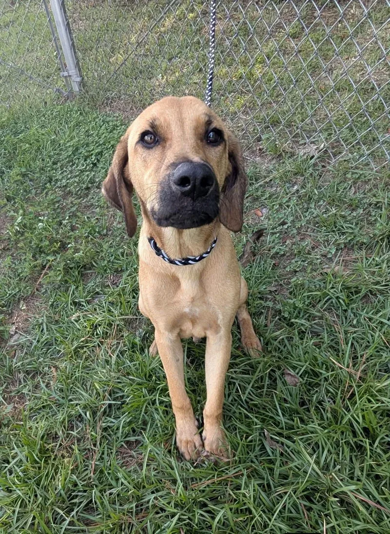 A young medium-sized male Hound dog named Scobby for adoption in Marion, MS