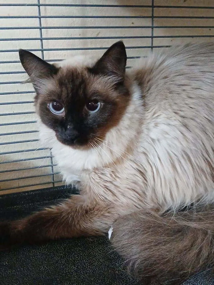 Lumi