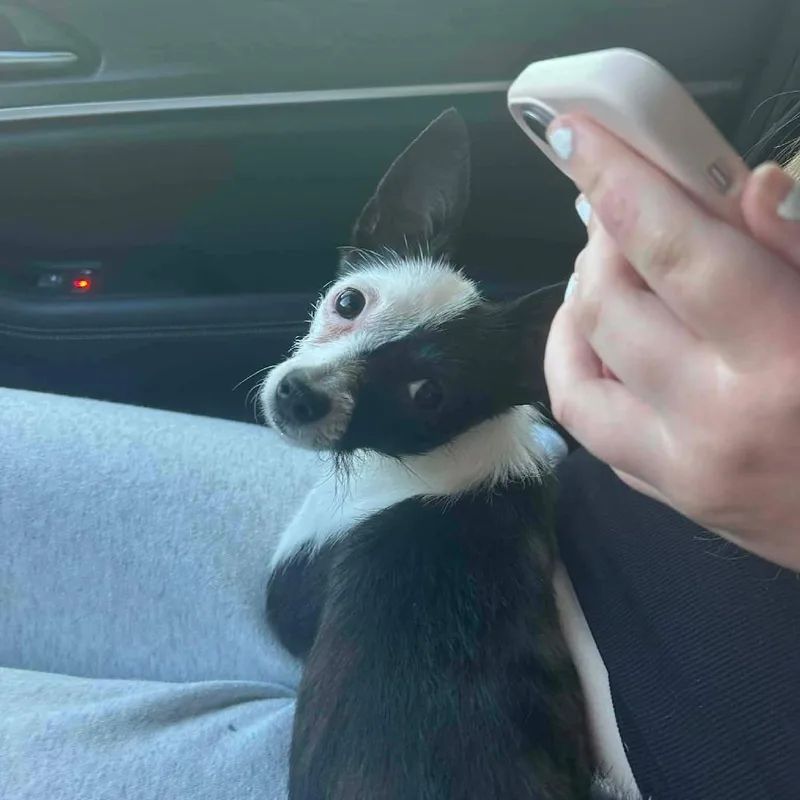 Pepper Arriving  D thumbnail 3